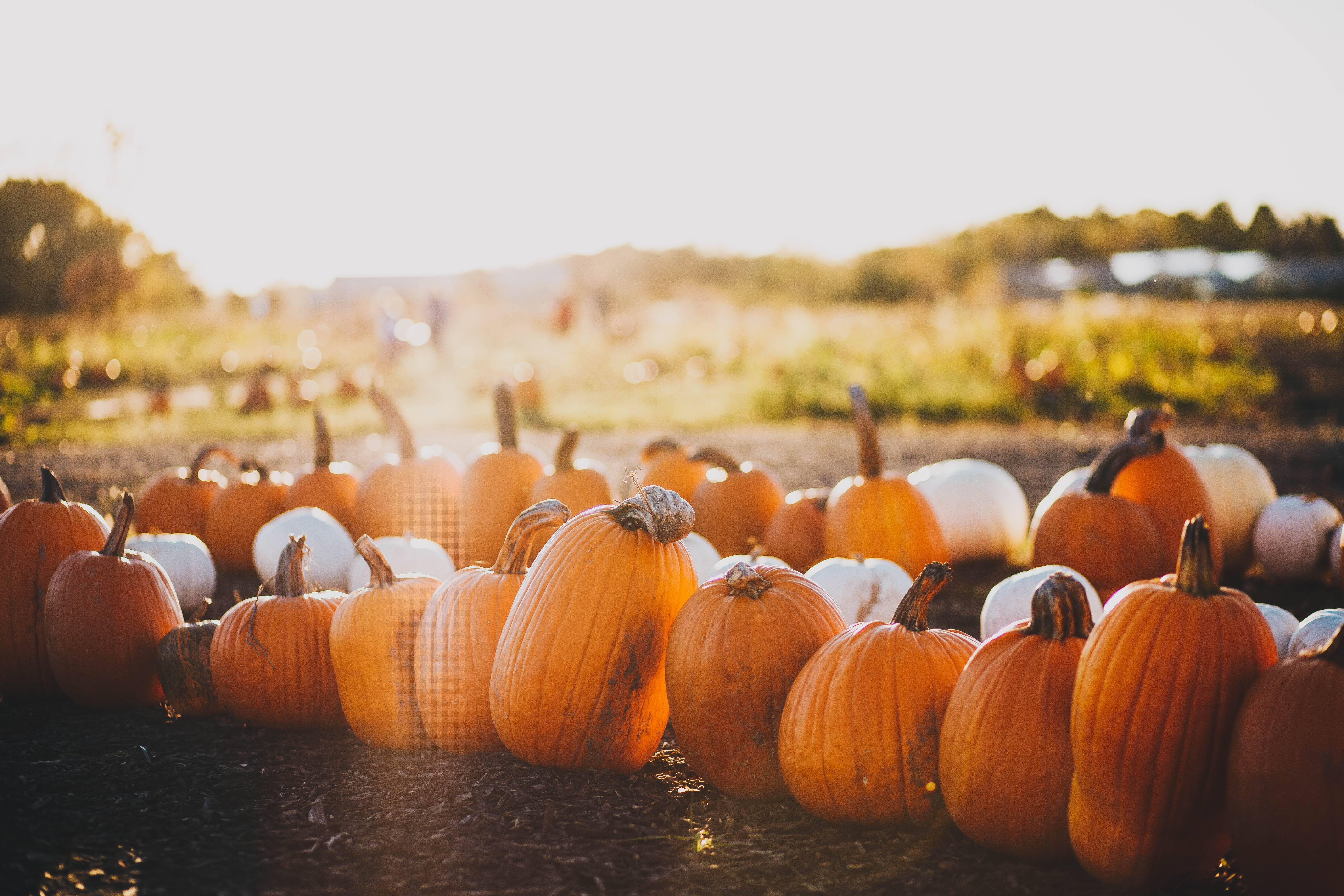 pumpkins