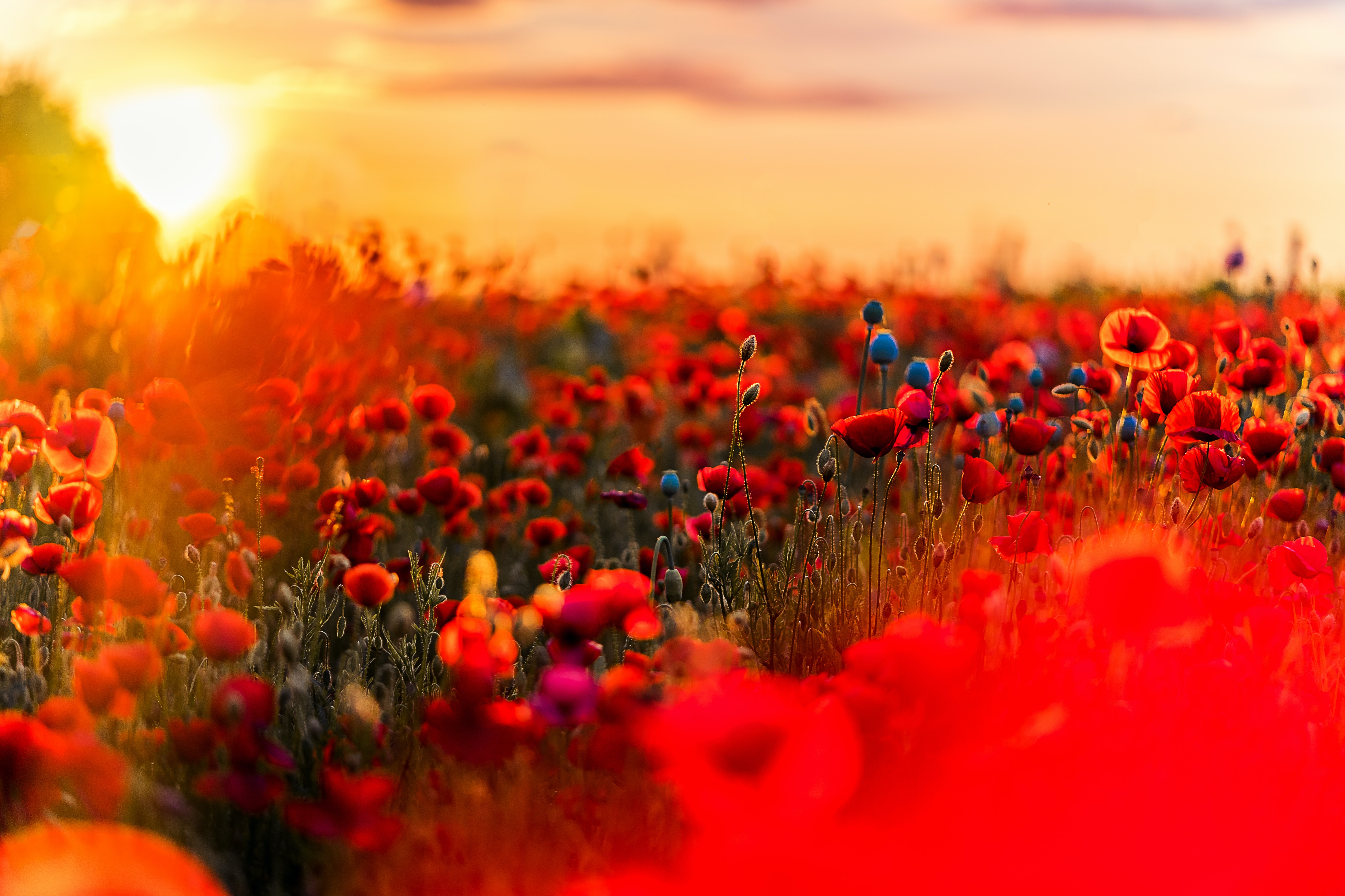 Field of flowers