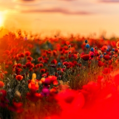 Field of flowers