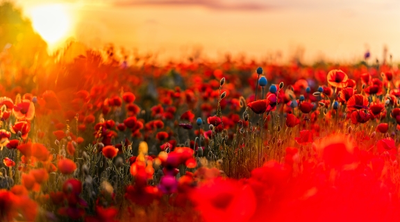 Field of flowers